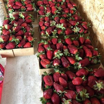 ARS Strawberries - Special order - Fruits & Veggies Near Me - Visalia, California ARS Strawberries - Special order - Fruits & Veggies Near Me - Visalia, California