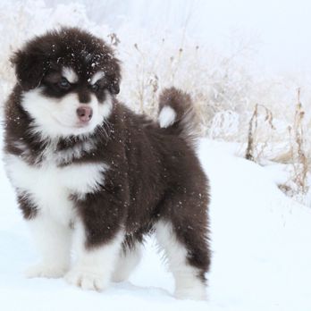 Teton Malamutes - Beautiful Mahogany Malamute Pup - Pet Breeders Near Me - Rigby, Idaho Teton Malamutes - Beautiful Mahogany Malamute Pup - Pet Breeders Near Me - Rigby, Idaho