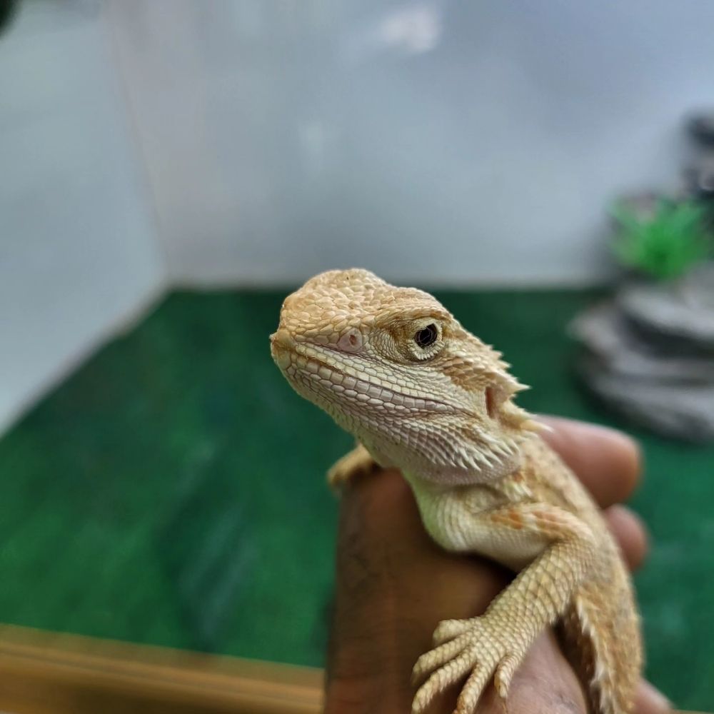 VICTOR VALLEY PETS STORE Updated August 2024 18 Photos 15323 7th