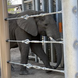 Elephant Odyssey - Walking in for some TREATMENT.