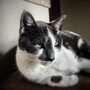 Photo of Wag Time-Pet Services