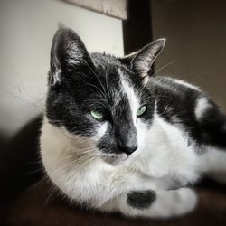 Wag Time-Pet Services - Lady Jasmine...sitting pretty.
