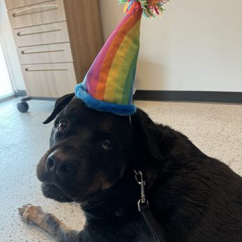 Violet Crown Veterinary Specialists - Emergency Pet Hospital Near Me - Bee Cave, Texas Violet Crown Veterinary Specialists - Emergency Pet Hospital Near Me - Bee Cave, Texas