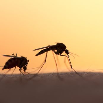 Summit Pest Solutions - Pest Control Near Me Summit Pest Solutions - Pest Control Near Me