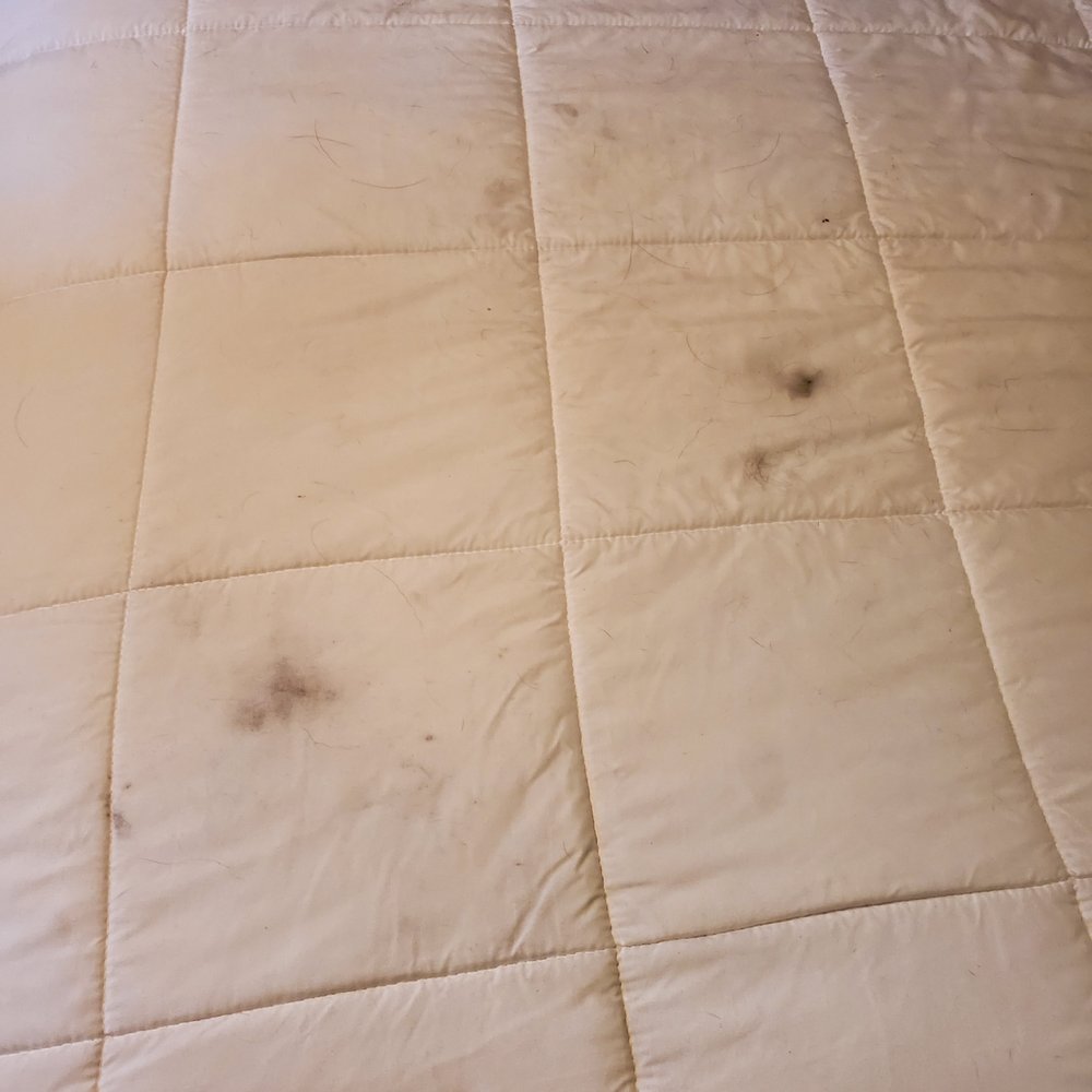 GuestHouse Eugene Springfield - this was not just a little "dirt" this was mildew woven into the fibers of the bed spread. - Hotels Near Me - Springfield, Oregon GuestHouse Eugene Springfield - this was not just a little "dirt" this was mildew woven into the fibers of the bed spread. - Hotels Near Me - Springfield, Oregon