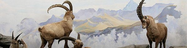 Naturhistorisches Museum Bern by null