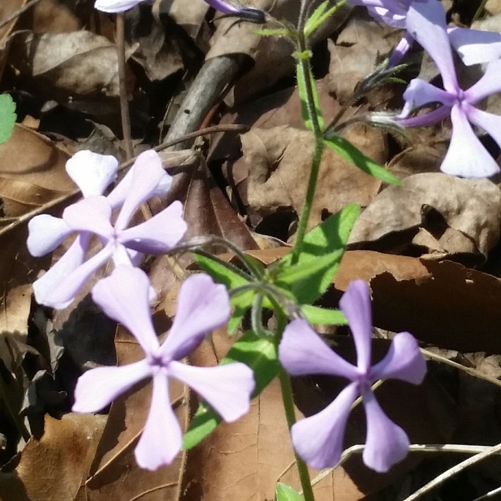 Cataract Falls State Recreation Area - Hiking Near Me