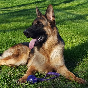 Romeunder German Shepherd Dogs - Pet Training Near Me - Terrell, Texas Romeunder German Shepherd Dogs - Pet Training Near Me - Terrell, Texas