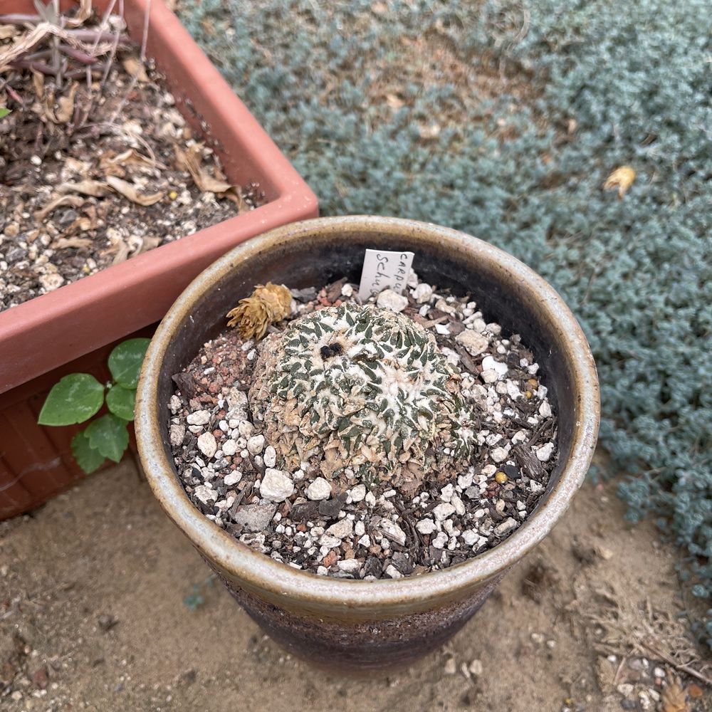 Poot's Cactus Nursery - MASSIVE MULTIHEADED ARIOCARPUS KOTSCHOUBEYANUS - Nurseries & Gardening Near Me - Ripon, California Poot's Cactus Nursery - MASSIVE MULTIHEADED ARIOCARPUS KOTSCHOUBEYANUS - Nurseries & Gardening Near Me - Ripon, California