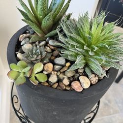 Alameda Floral Design - After transformation: Total of 5 different succulents potted and watered by Lily (owner).