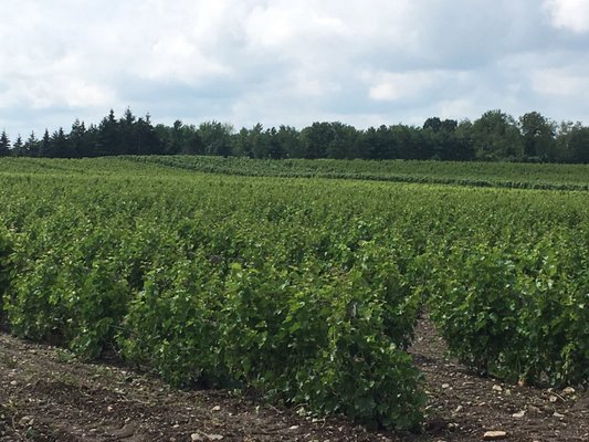 Vignoble de l’Orpailleur by null