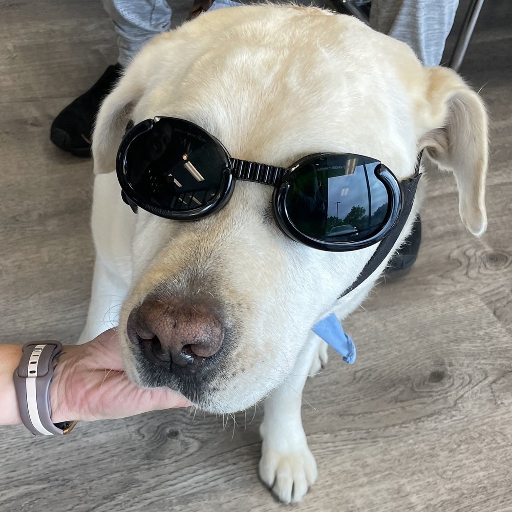 Monarch Veterinary Hospital - Hey Guys! These cool goggles were for my laser treatments which really helped my weird annoying nose thing I came in for. Kai - Veterinarians Near Me - Laguna Niguel, California Monarch Veterinary Hospital - Hey Guys! These cool goggles were for my laser treatments which really helped my weird annoying nose thing I came in for. Kai - Veterinarians Near Me - Laguna Niguel, California