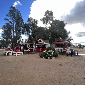 Holloway's Christmas Trees - Christmas Trees Near Me - Nipomo, California Holloway's Christmas Trees - Christmas Trees Near Me - Nipomo, California