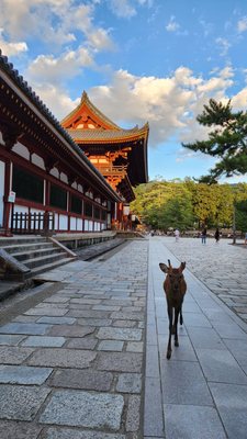 Tōdai-ji by null
