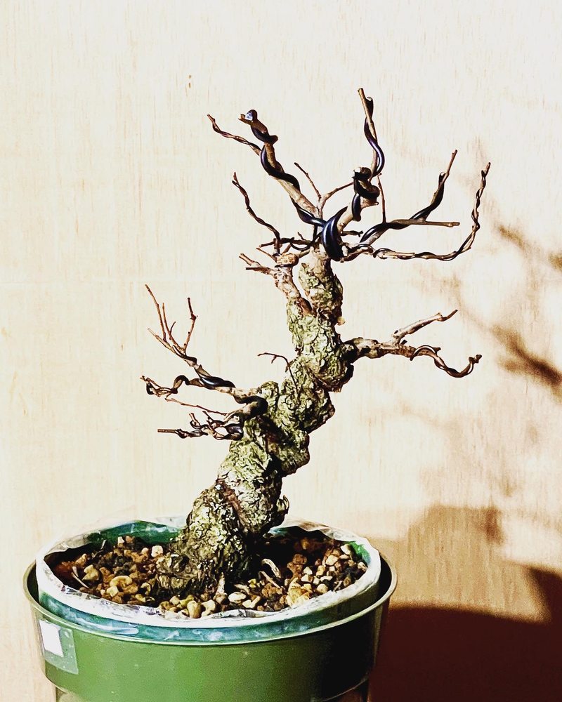 HEARTWOODS BONSAI & GOODS Updated October 2024 45 Photos Seattle