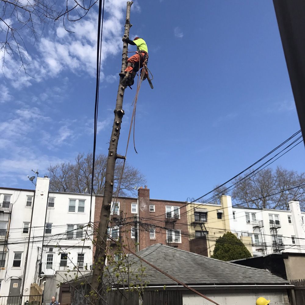 Tarzan Tree Removal - Tree Services Near Me Tarzan Tree Removal - Tree Services Near Me