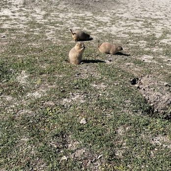 The Ranch Store - Prairie dogs - Convenience Stores Near Me - Philip, South Dakota