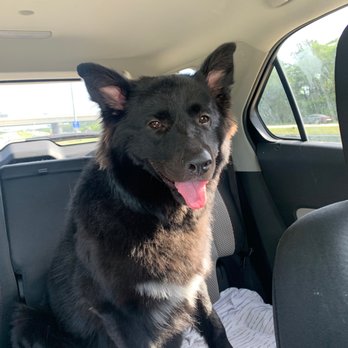 Le Petite Pooch- Valrico - Kane - Pet Groomers Near Me - Valrico, Florida