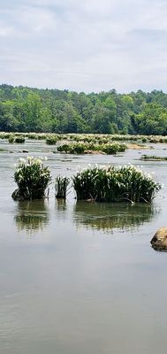 Landsford Canal State Park by null