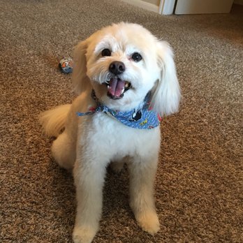 yale street dog house