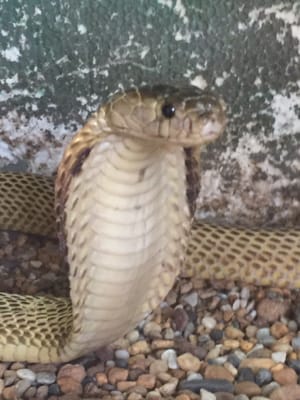 Penang Snake Temple by null