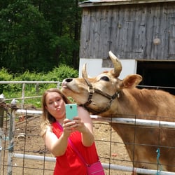 Carriage Shack Farm - This ox loves taking selfies!