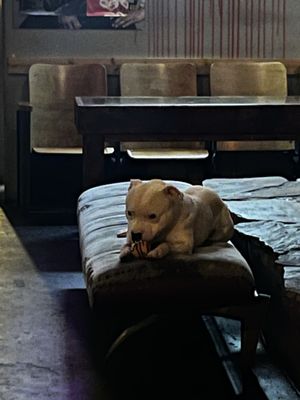 Bar Sovereign by null