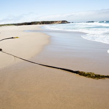 Pescadero State Beach - seaweed - Beaches Near Me - Pescadero, California