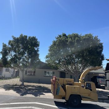 Three Trees Service - After trimming the front trees - Tree Services Near Me