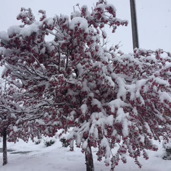 Starbucks - Trees outside are full of snow - Coffee & Tea Near Me - Westminster, Colorado