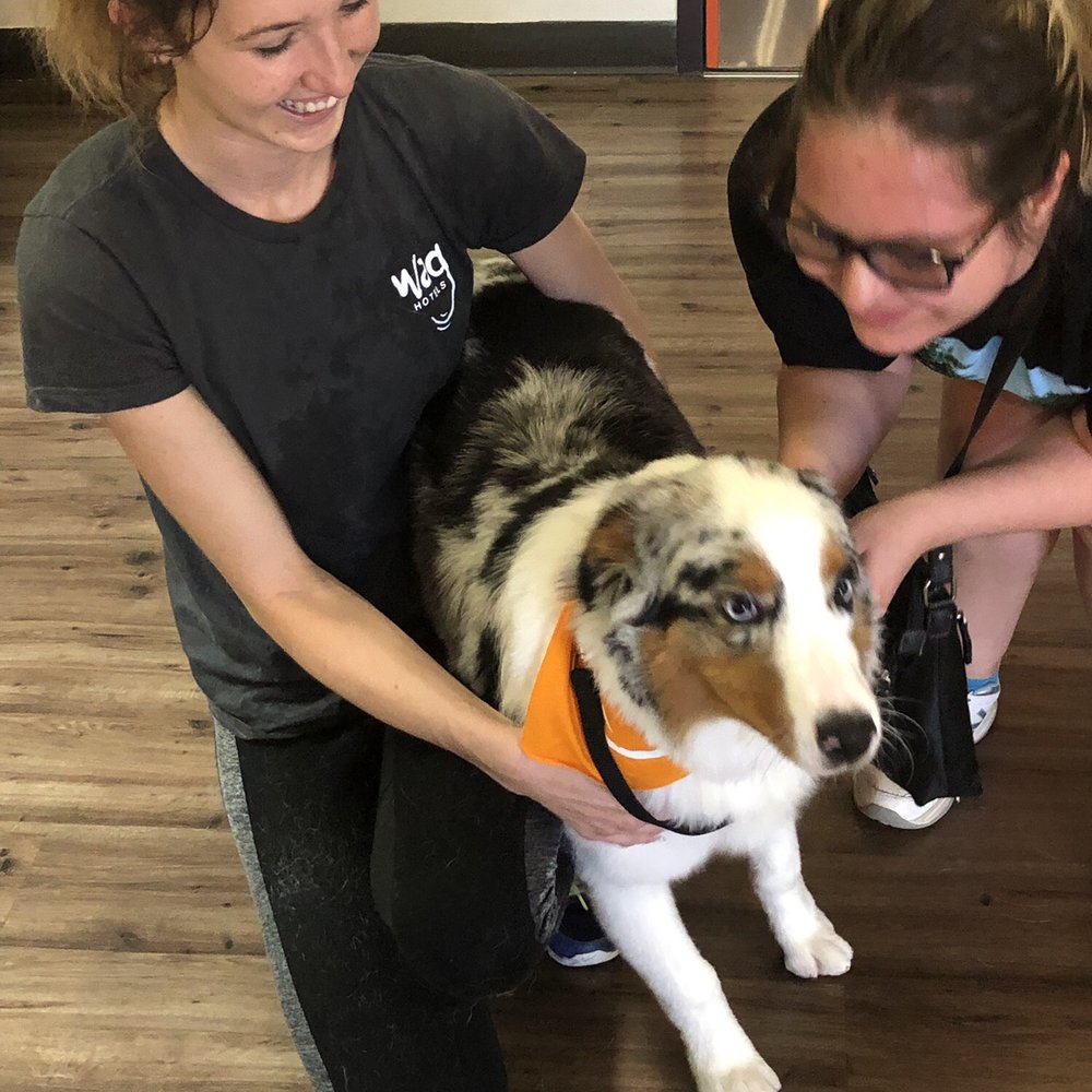 Wag Hotels - Carson - Pet Training Near Me - Carson, California Wag Hotels - Carson - Pet Training Near Me - Carson, California