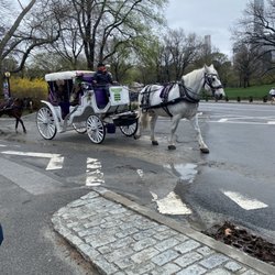 Official Central Park Horse & Carriage Rides - Central Park horse and carriage