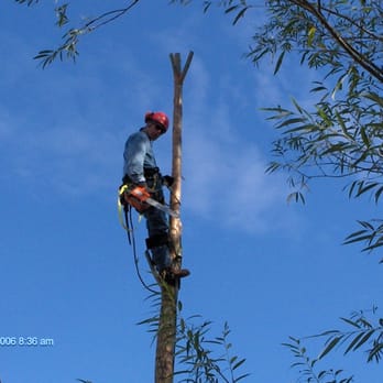 Total Tree Service - tree removal colorado springs - Tree Services Near Me - Colorado Springs, Colorado Total Tree Service - tree removal colorado springs - Tree Services Near Me - Colorado Springs, Colorado