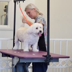 Valley of the Paws Pet Grooming