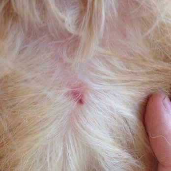 Petco - Petco Grooming wounds - Pet Stores Near Me - San Marcos, California