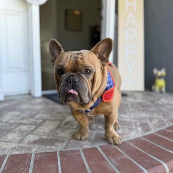OC Paw House - Pet Sitting Near Me OC Paw House - Pet Sitting Near Me