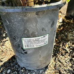 Van Winden's Garden Center