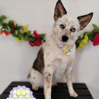 House Of Paws - Pet Groomers Near Me House Of Paws - Pet Groomers Near Me