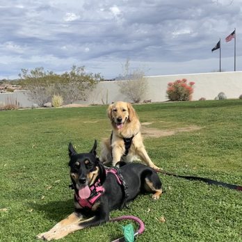 Zoom Room Dog Training - Pet Training Near Me - Peoria, Arizona Zoom Room Dog Training - Pet Training Near Me - Peoria, Arizona
