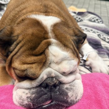 VEG ER for Pets - Emergency Pet Hospital Near Me - Commack, New York VEG ER for Pets - Emergency Pet Hospital Near Me - Commack, New York