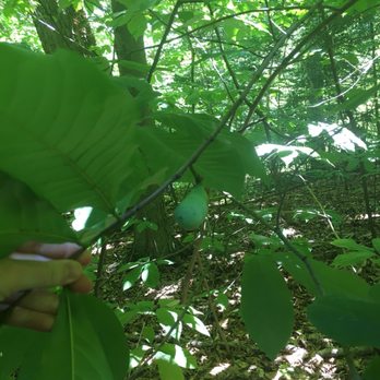 Scott's Run Nature Preserve - A growing paw paw fruit! - Parks Near Me - McLean, Virginia