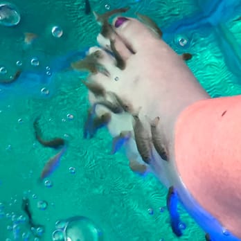 Fish Spa - Day Spas Near Me - Playa del Carmen, ROO Fish Spa - Day Spas Near Me - Playa del Carmen, ROO