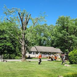 Mountain Tree Professionals - Tree Service Hendersonville North Carolina