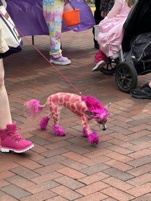 Village at Leesburg by null