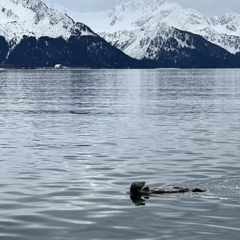 Seward Ocean Excursions - Boat Tours Near Me