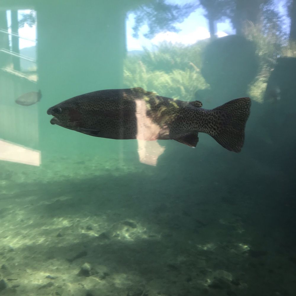 Bonneville Dam Fish Hatchery - Aquariums Near Me - Cascade Locks, Oregon Bonneville Dam Fish Hatchery - Aquariums Near Me - Cascade Locks, Oregon