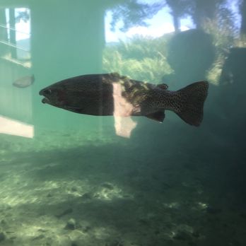 Bonneville Dam Fish Hatchery - Aquariums Near Me - Cascade Locks, Oregon