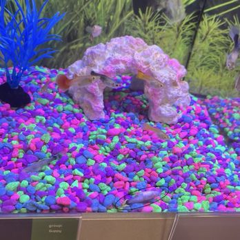 PetSmart Dog Training - dead fish in guppy tank - Pet Groomers Near Me - Columbia, Maryland