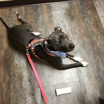 vets for pets sutton road