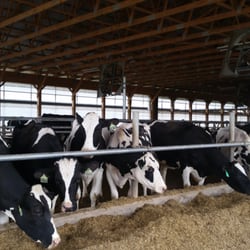 The Farmer's Cow - Cows eating lunch